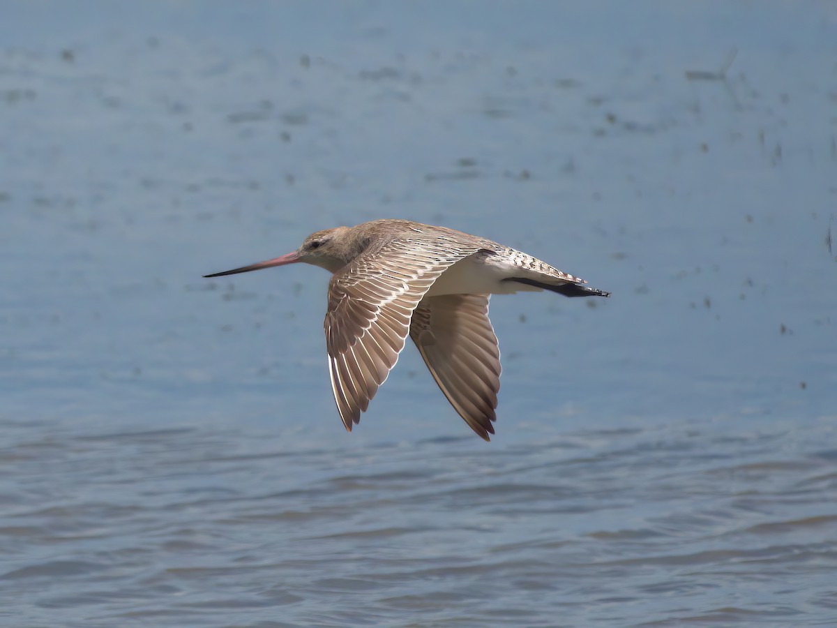 Хурган цууцал - ML636005986