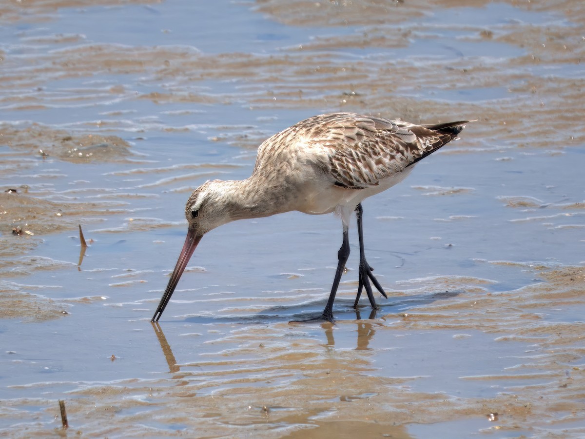 Хурган цууцал - ML636005987