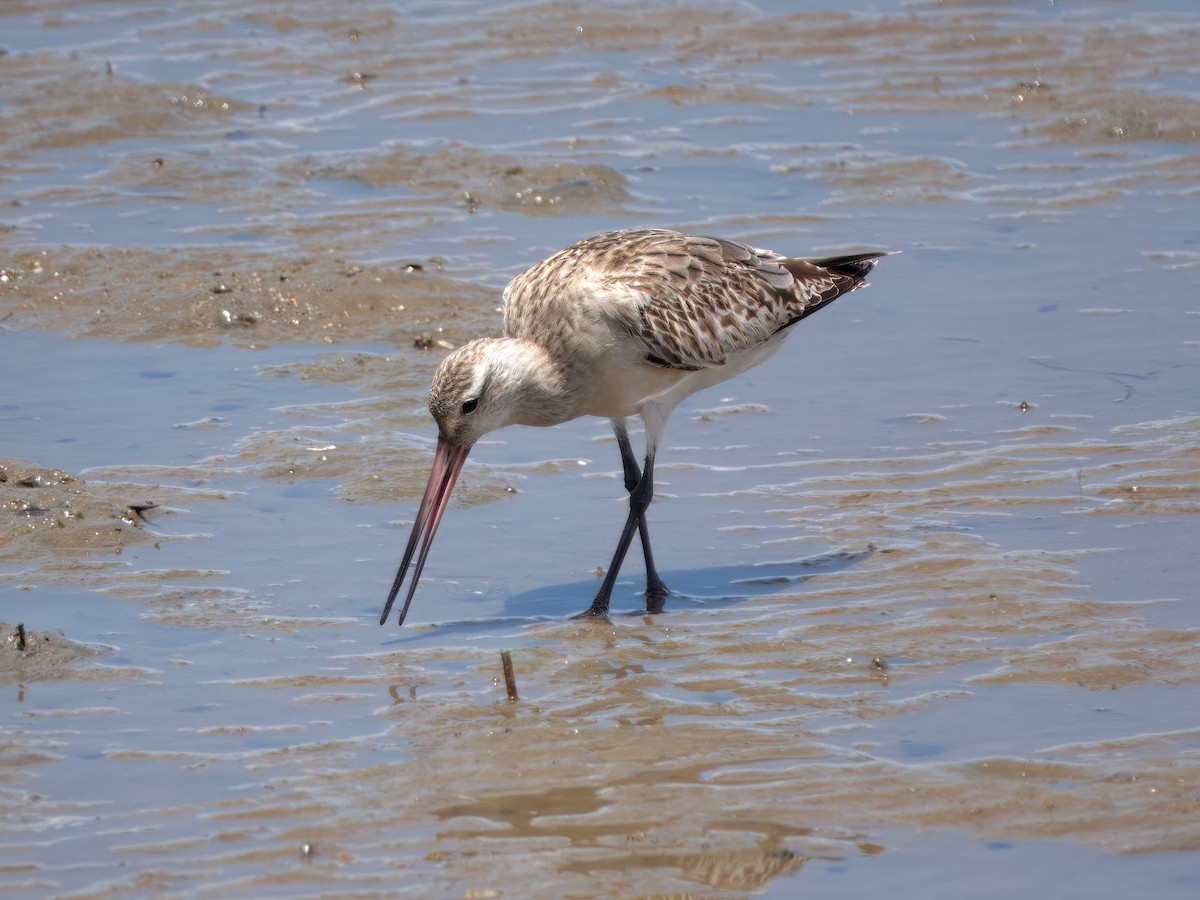 Хурган цууцал - ML636005988