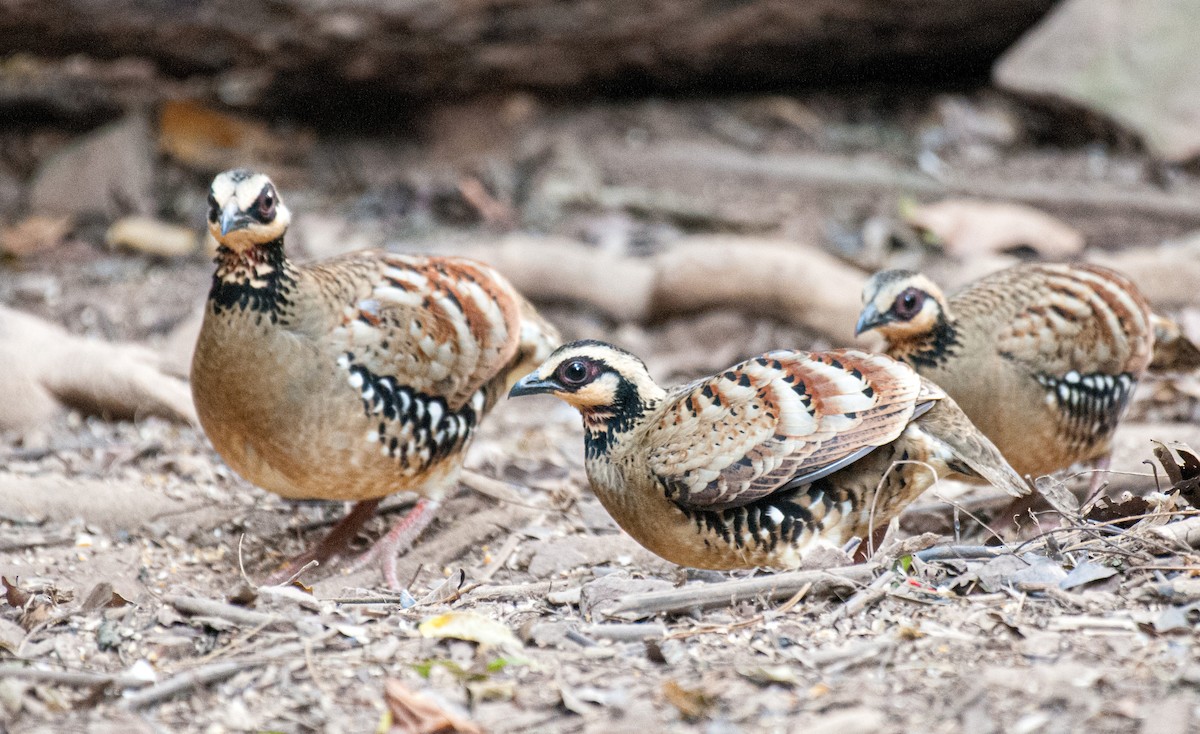 Bar-backed Partridge - ML636005990