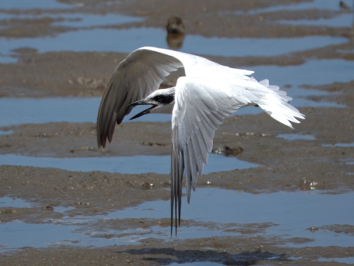 Australian Tern - ML636005997