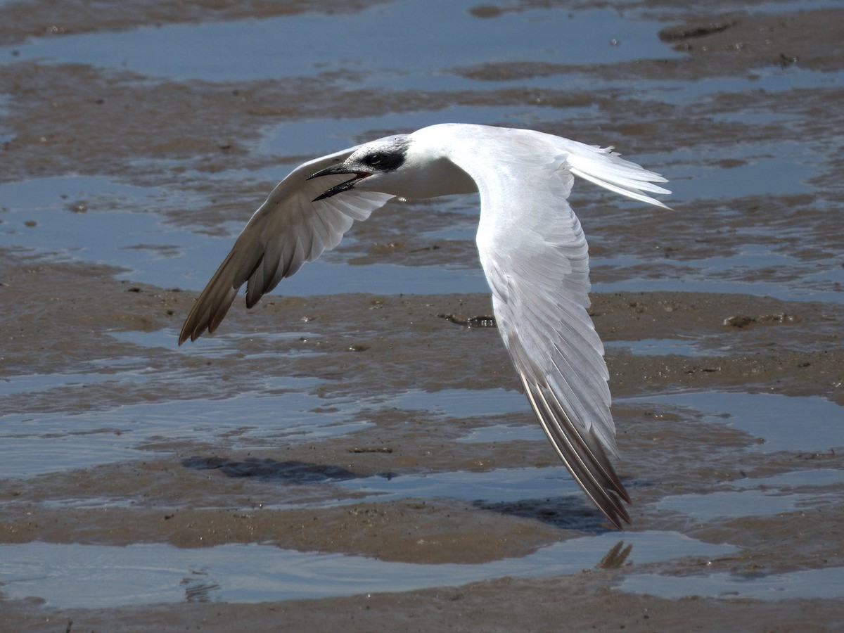 Australian Tern - ML636005998