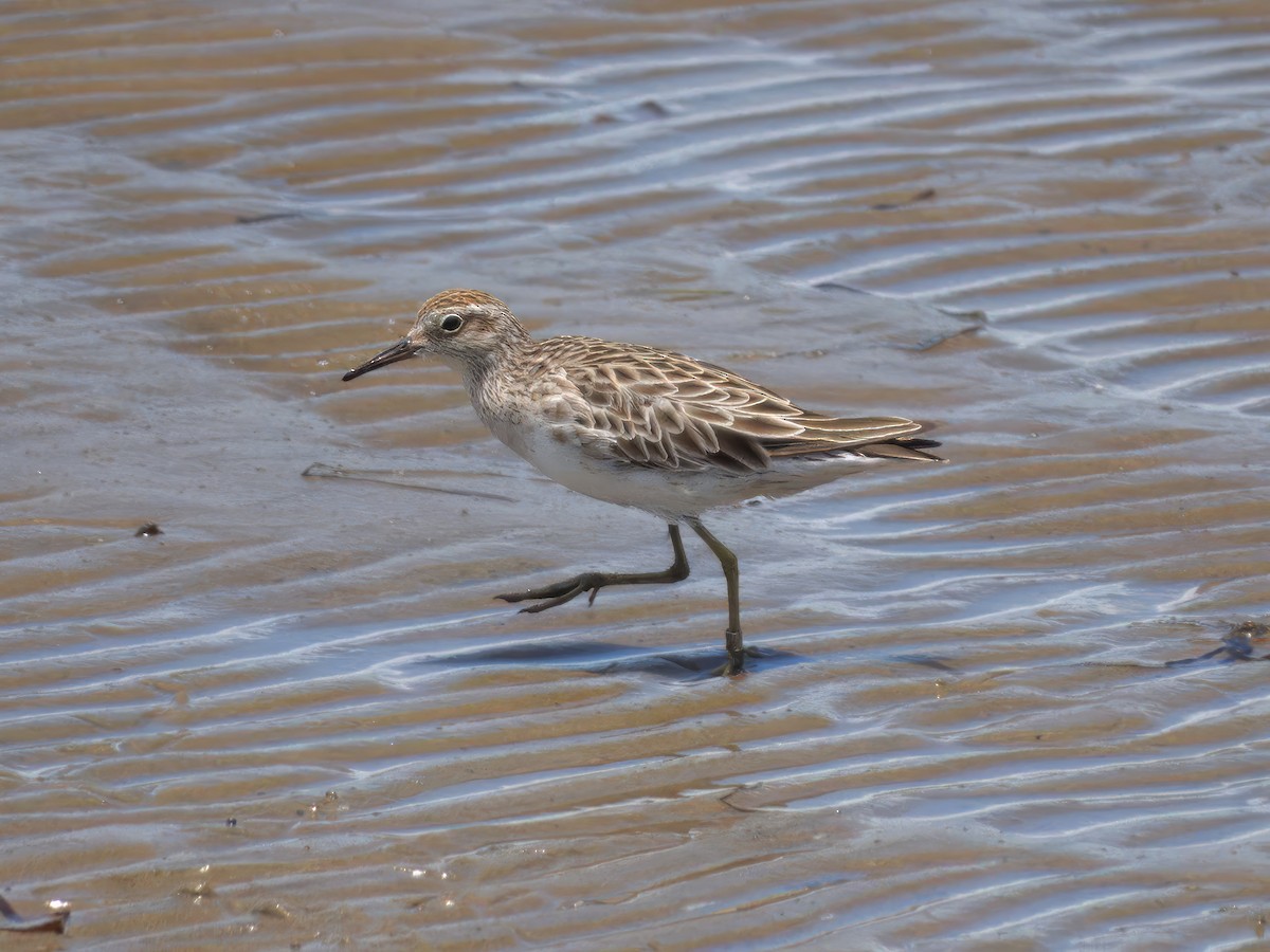 Сүүл элсэг - ML636006002