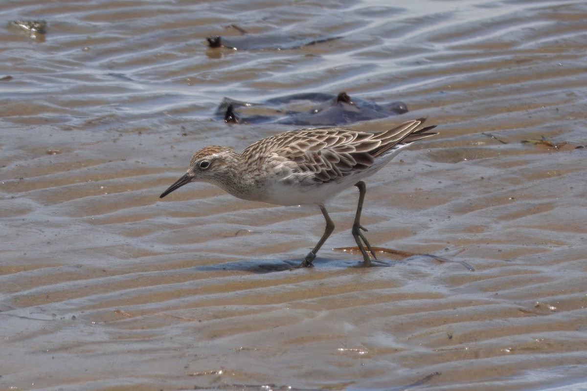 Сүүл элсэг - ML636006003