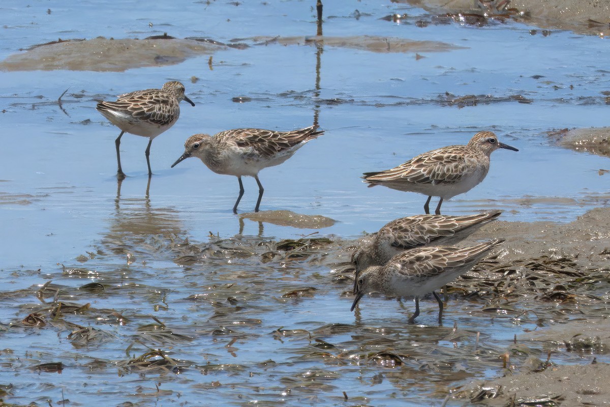 Сүүл элсэг - ML636006004