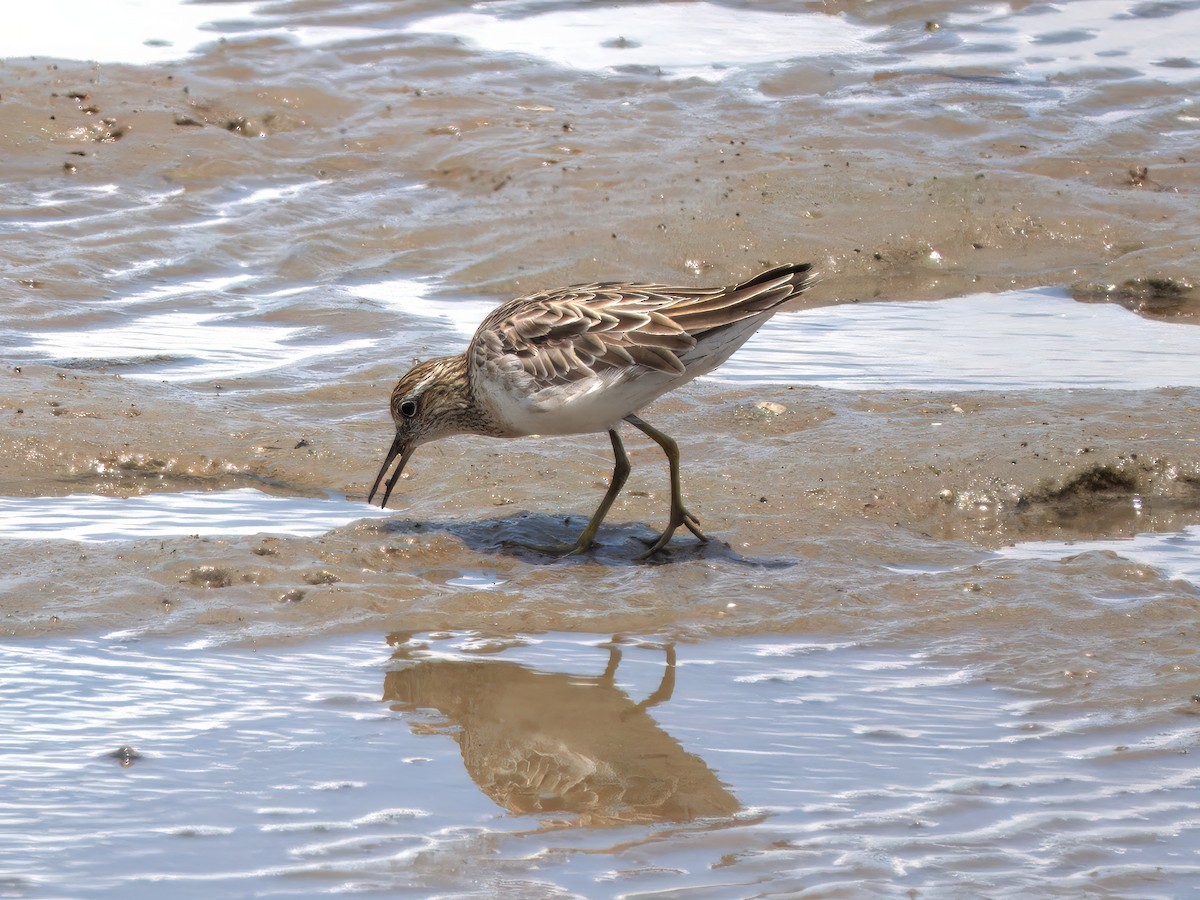 Сүүл элсэг - ML636006005