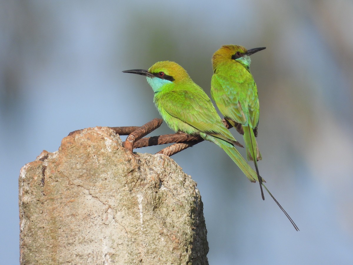 Asian Green Bee-eater - ML636006020