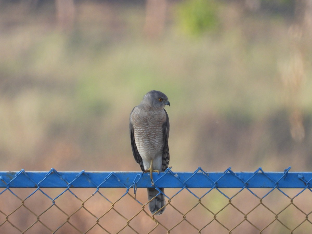 Shikra - ML636006035