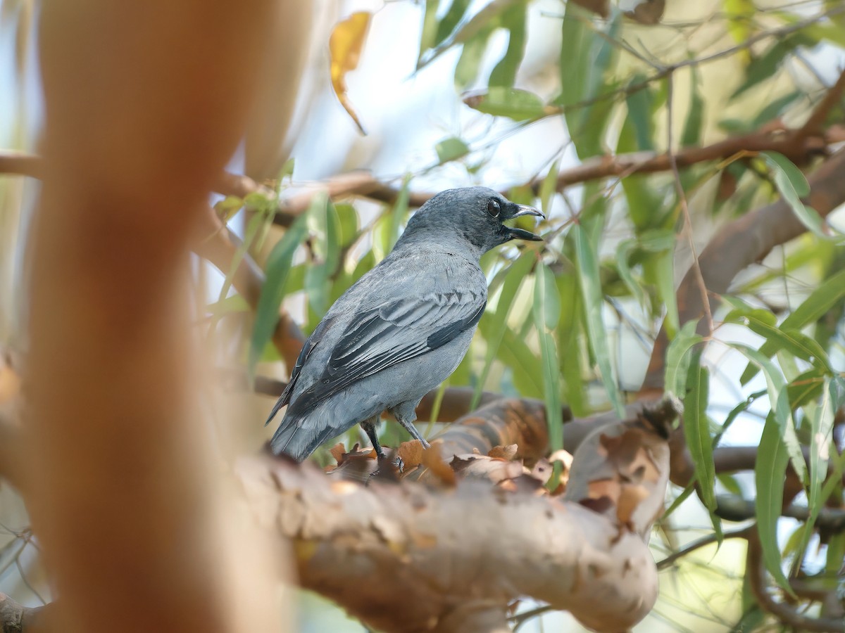 Sahul Cicadabird - ML636006058