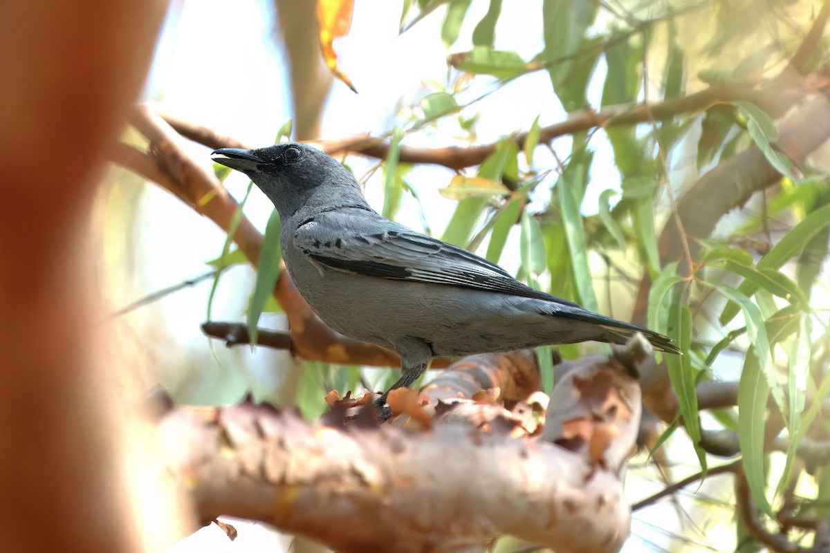 Sahul Cicadabird - ML636006059