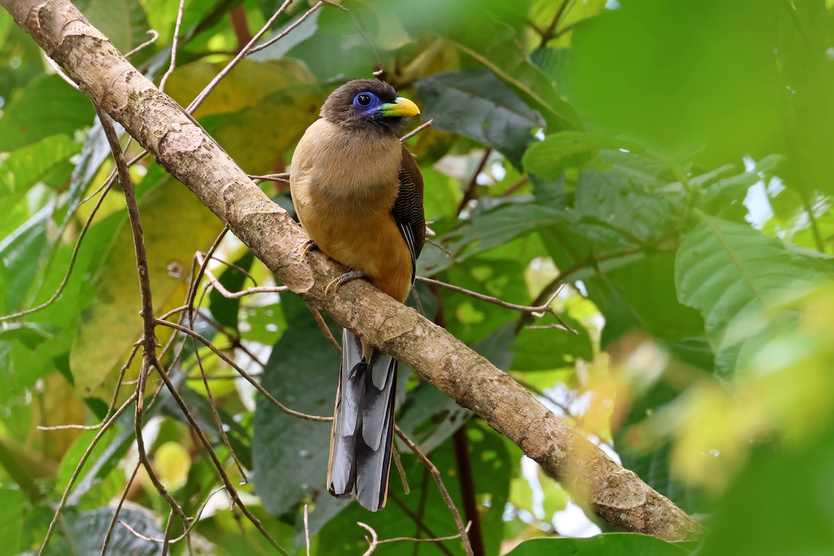 Philippine Trogon - ML636006073