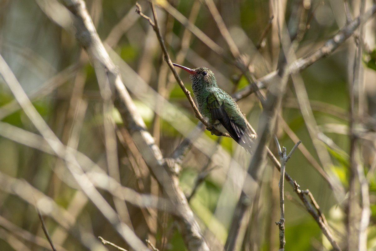 Glittering-throated Emerald - ML636006083