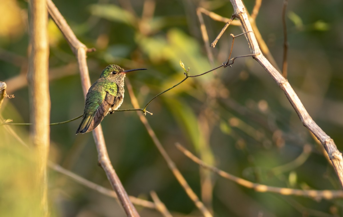 Glittering-throated Emerald - ML636006086