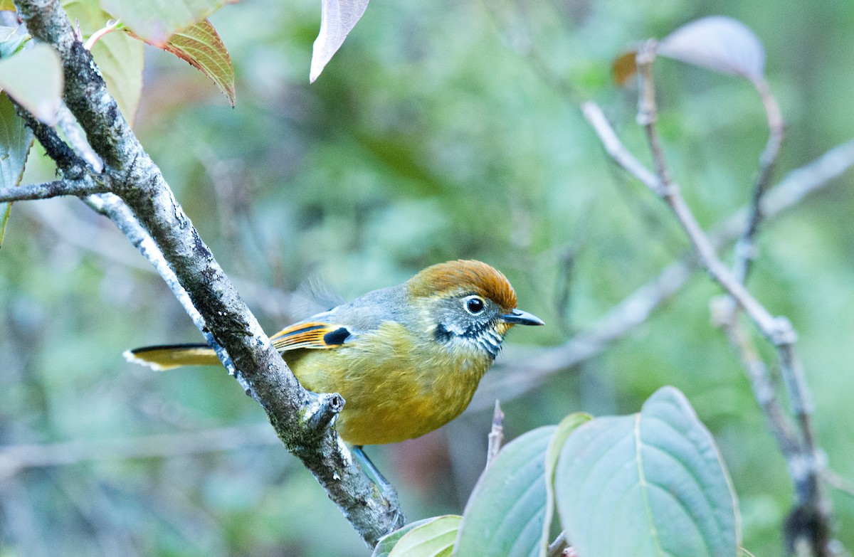 Chestnut-tailed Minla - ML636006102