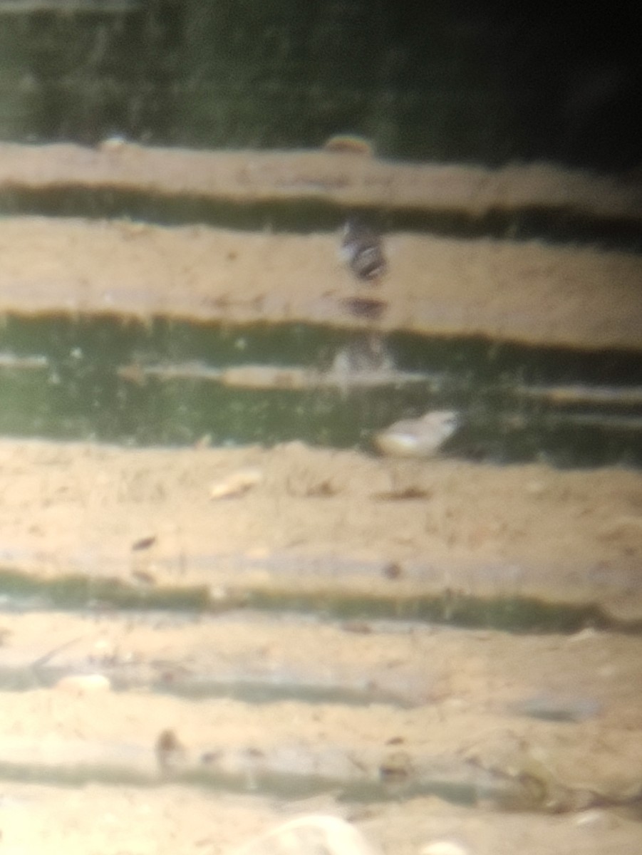 Kentish Plover - ML636006115