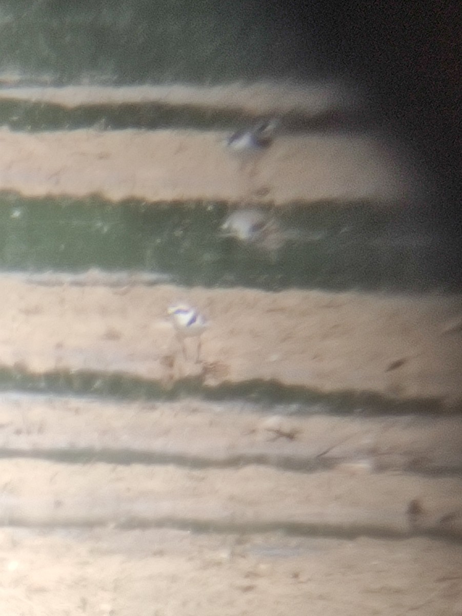 Kentish Plover - ML636006116