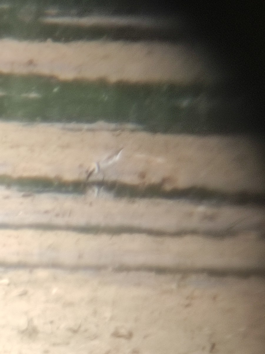 Kentish Plover - ML636006117