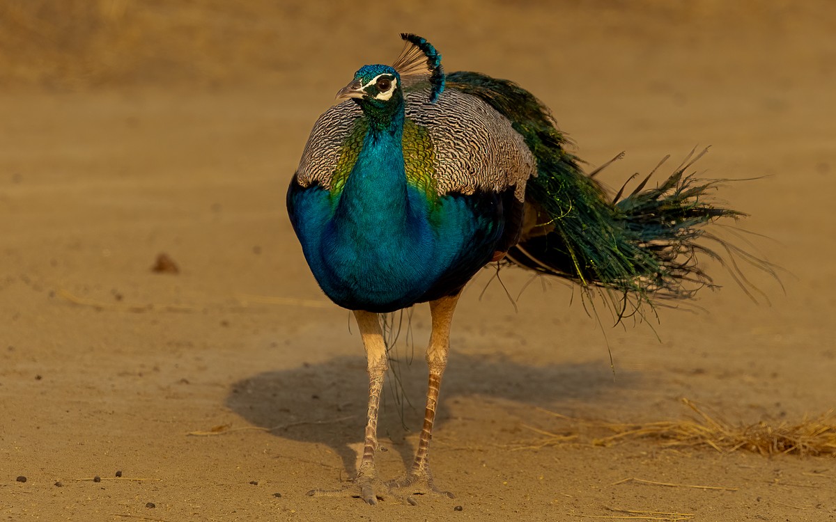 Pfau - ML636006123