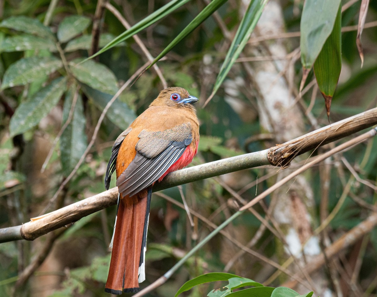 Red-headed Trogon - ML636006151