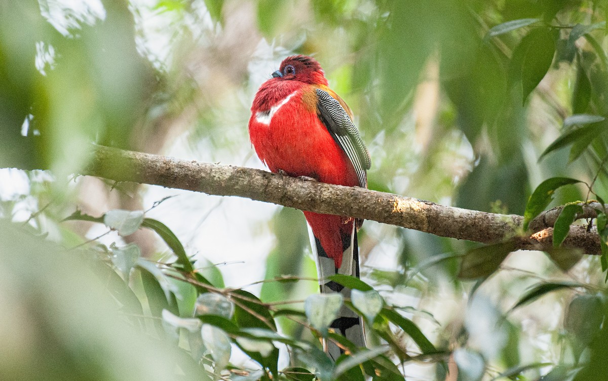 Red-headed Trogon - ML636006153