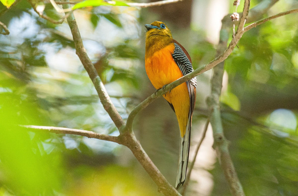 Orange-breasted Trogon - ML636006208