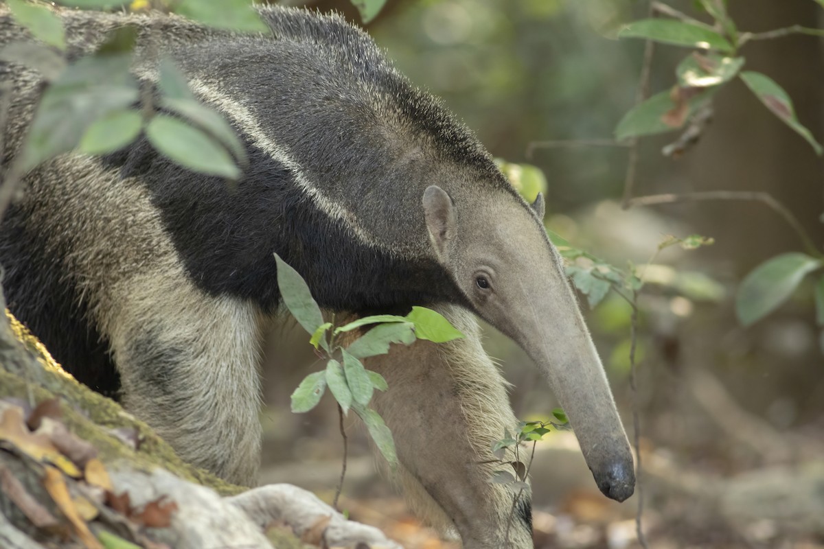 Giant Anteater - ML636006234