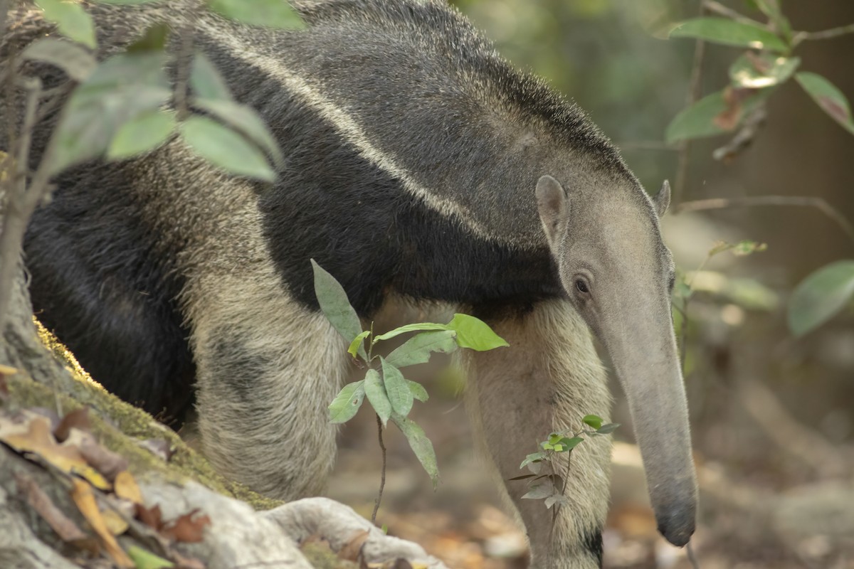 Giant Anteater - ML636006237