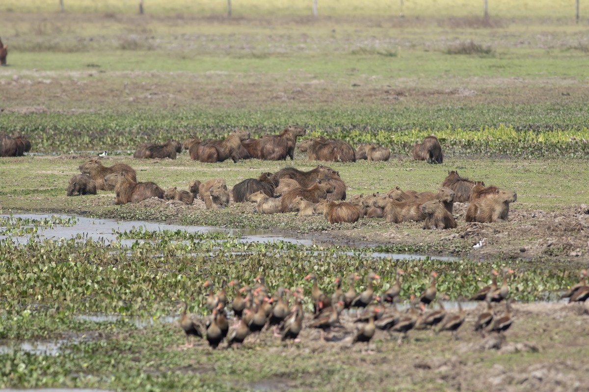 Capybara - ML636006240