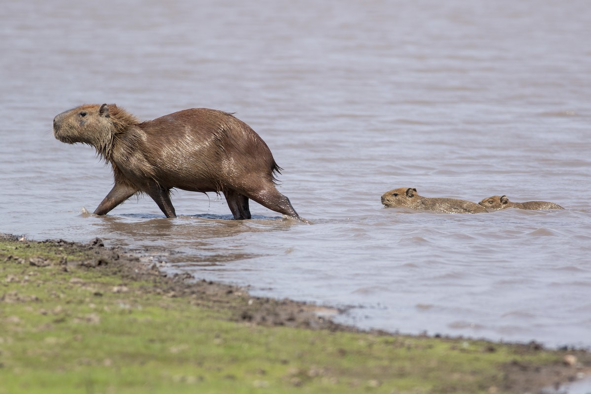 Capybara - ML636006243