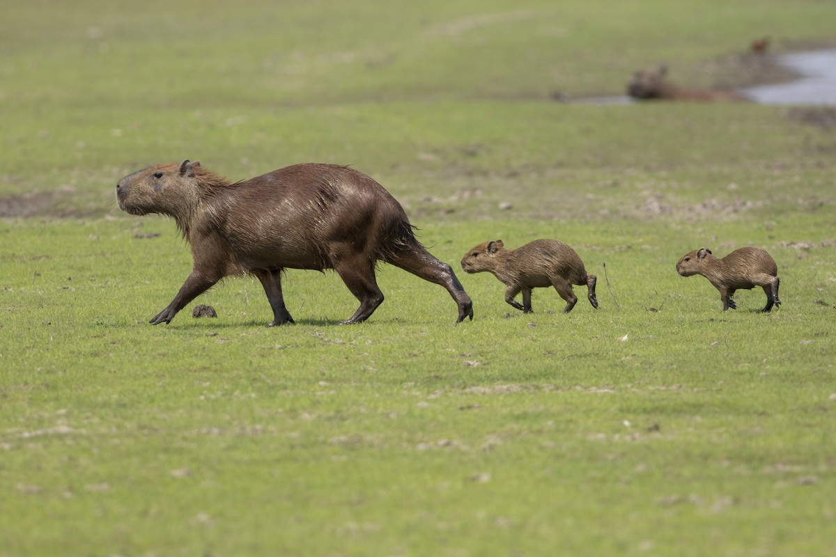Capybara - ML636006244