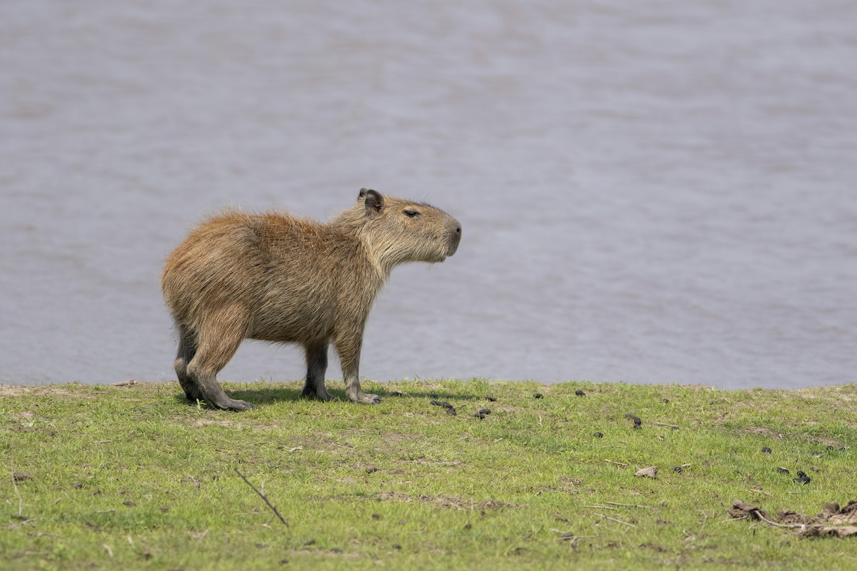 Capybara - ML636006247
