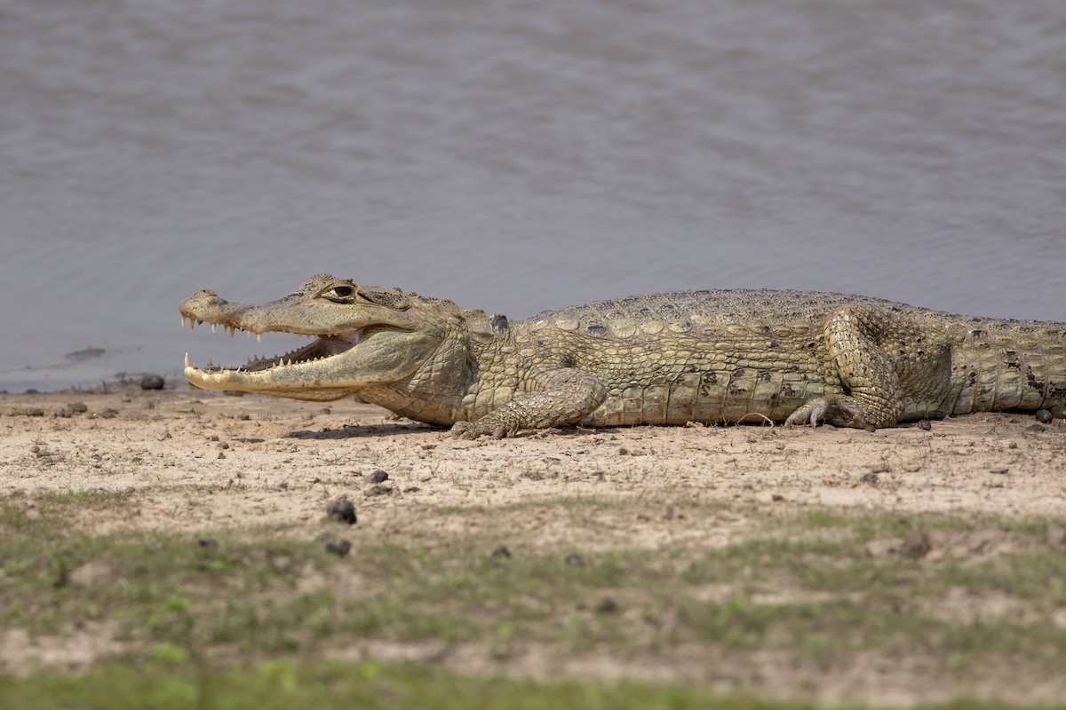 Reptiles - ML636006249