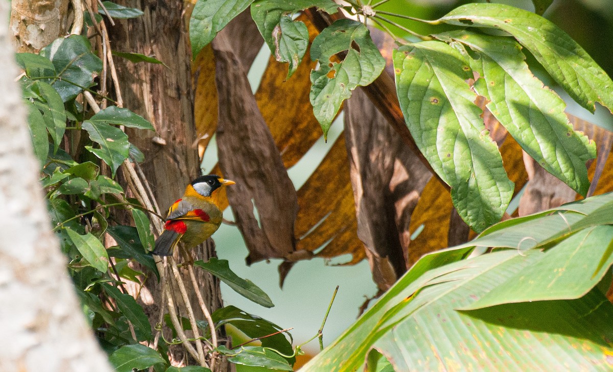 Silver-eared Mesia - ML636006250