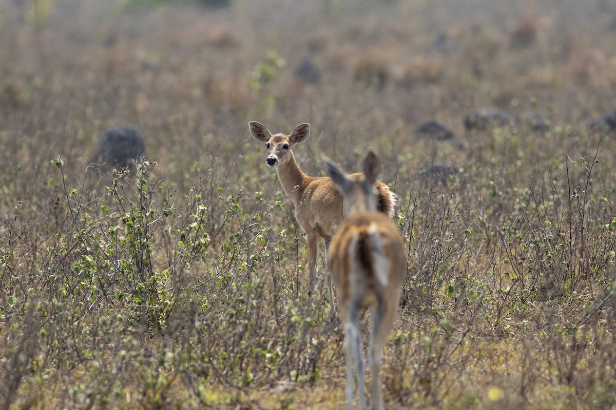 Mammals - ML636006253