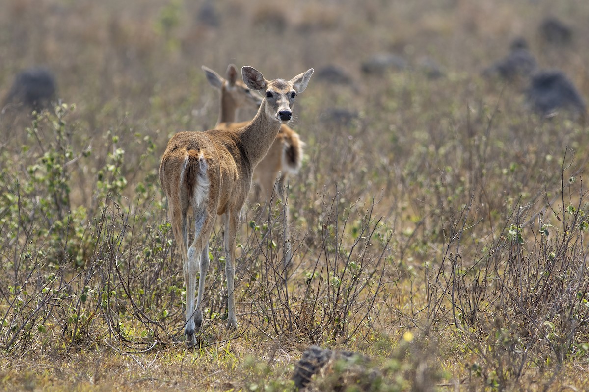 Mammals - ML636006256