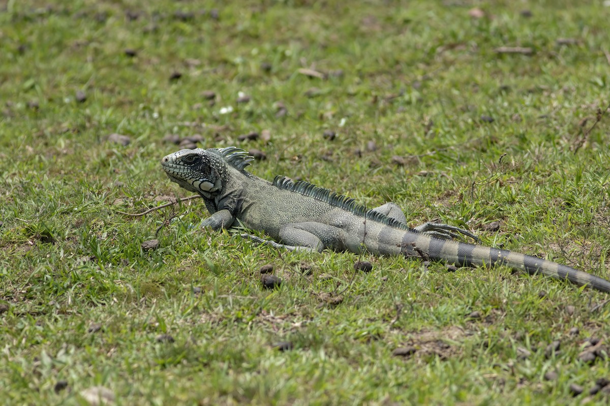 Reptiles - ML636006258