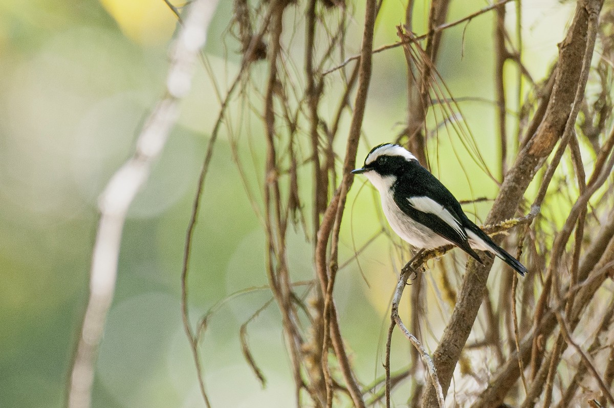 Little Pied Flycatcher - ML636006270