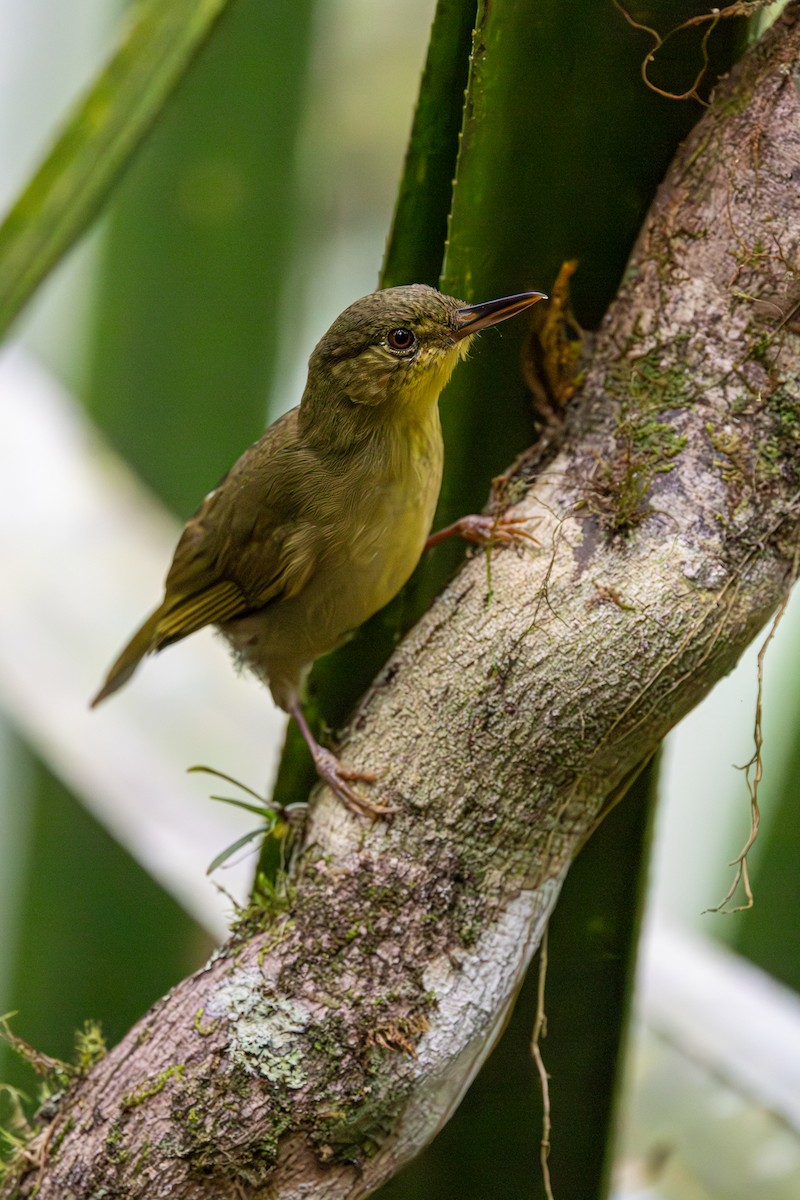 Long-billed Bernieria - ML636006282