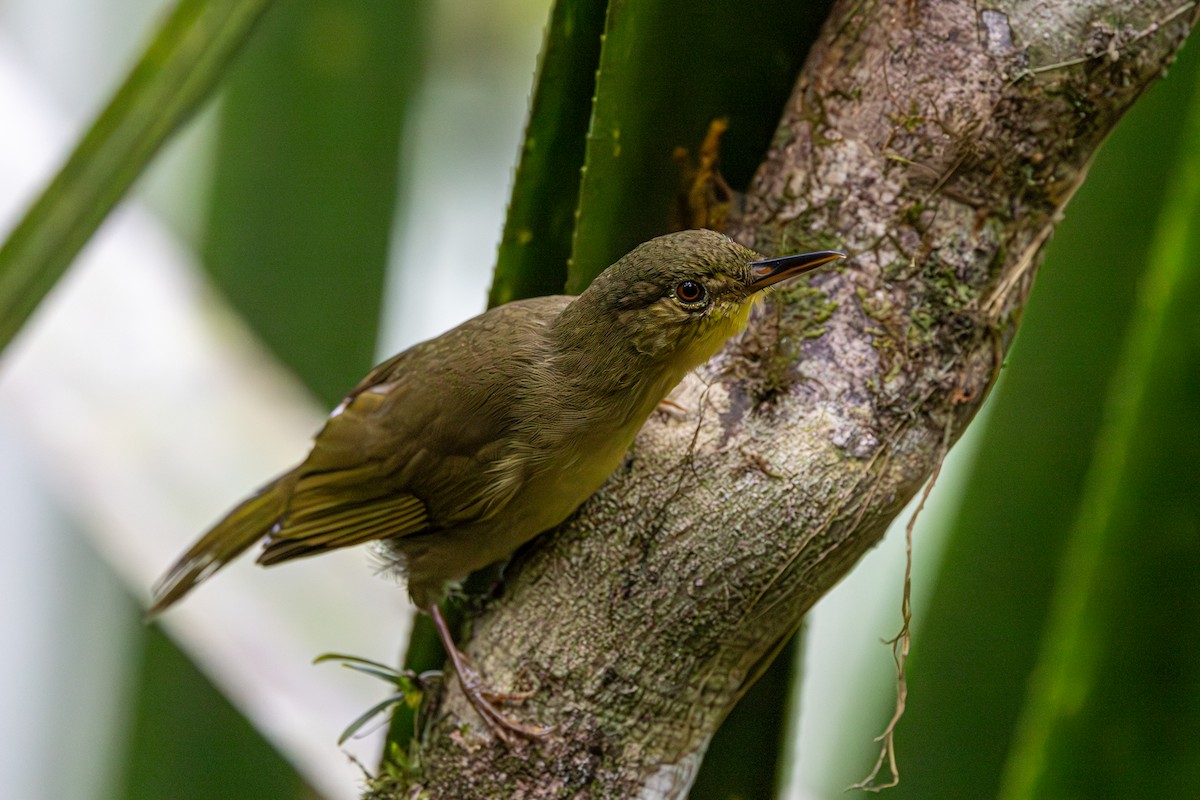 Long-billed Bernieria - ML636006283