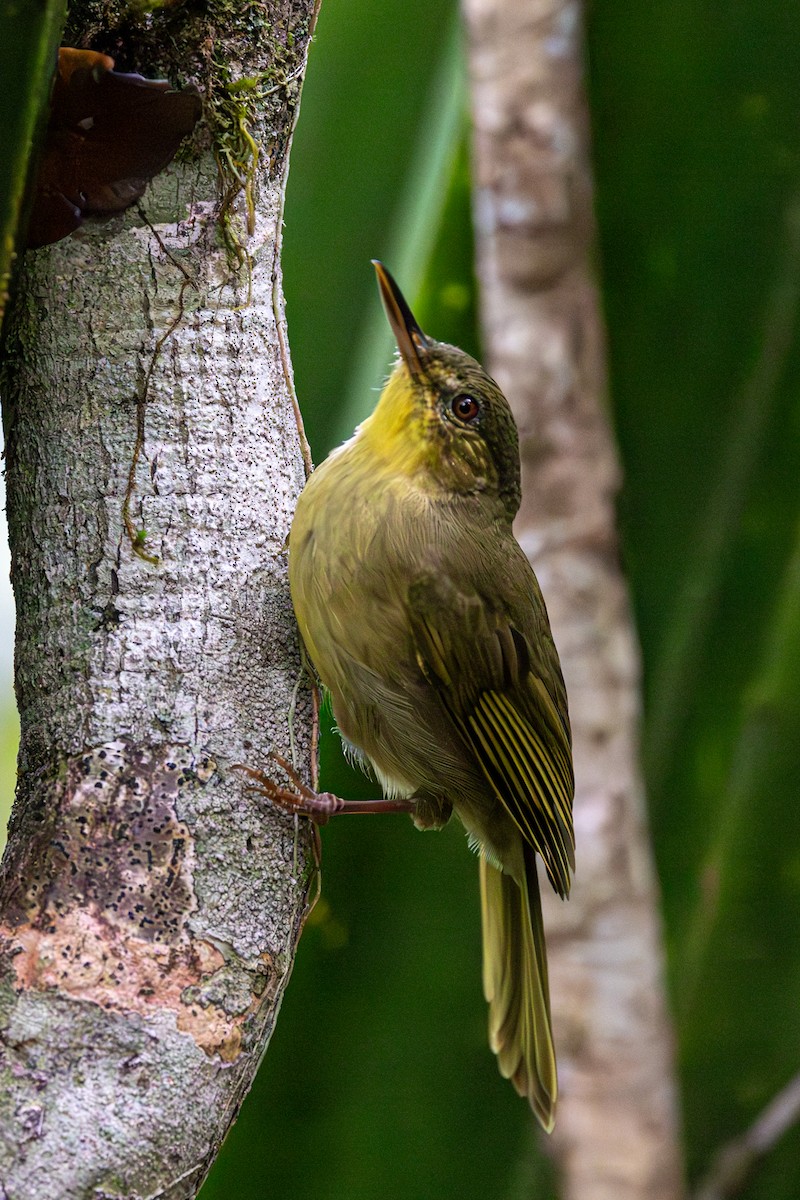 Long-billed Bernieria - ML636006284