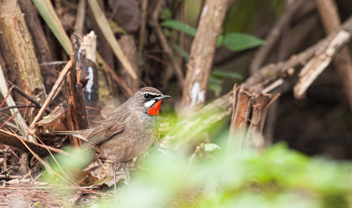 Calliope - ML636006309