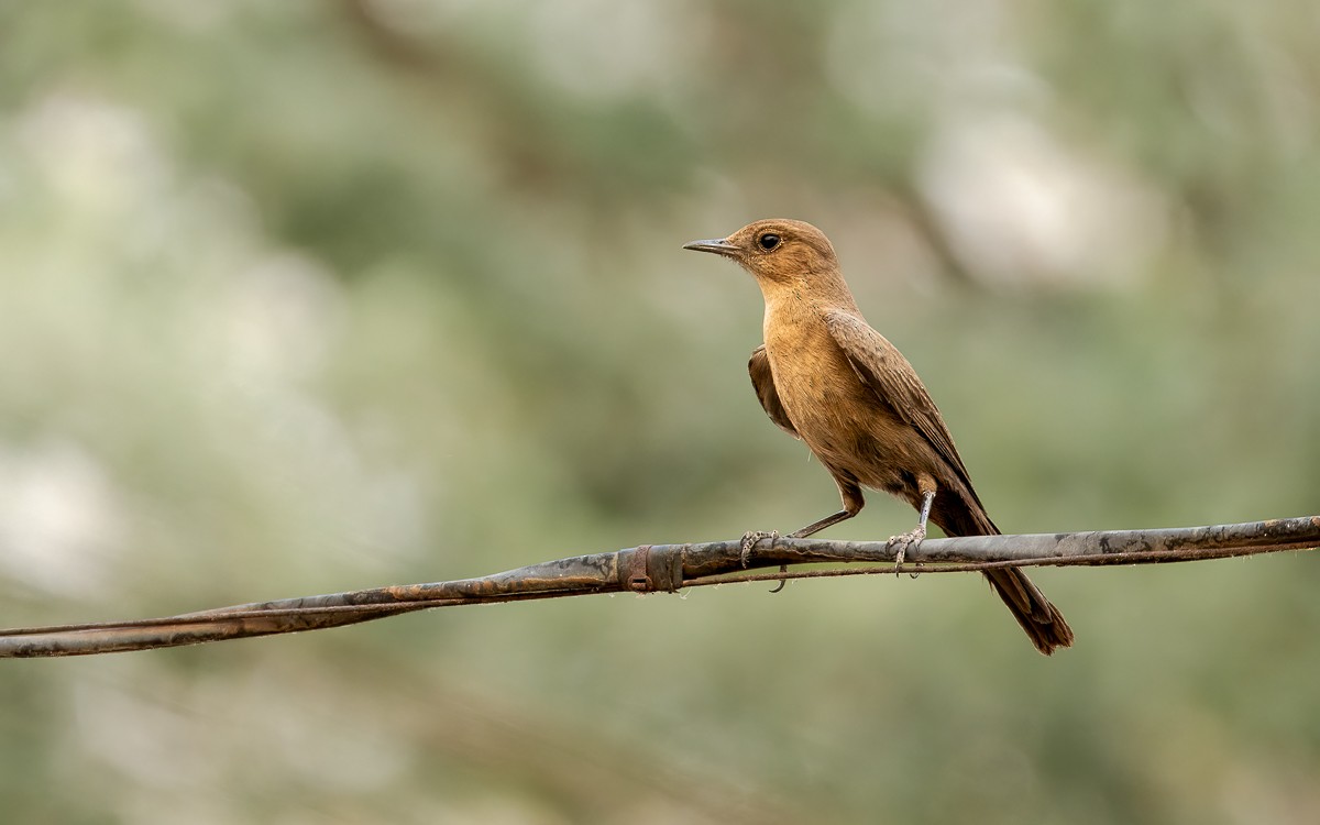 Brown Rock Chat - ML636006320