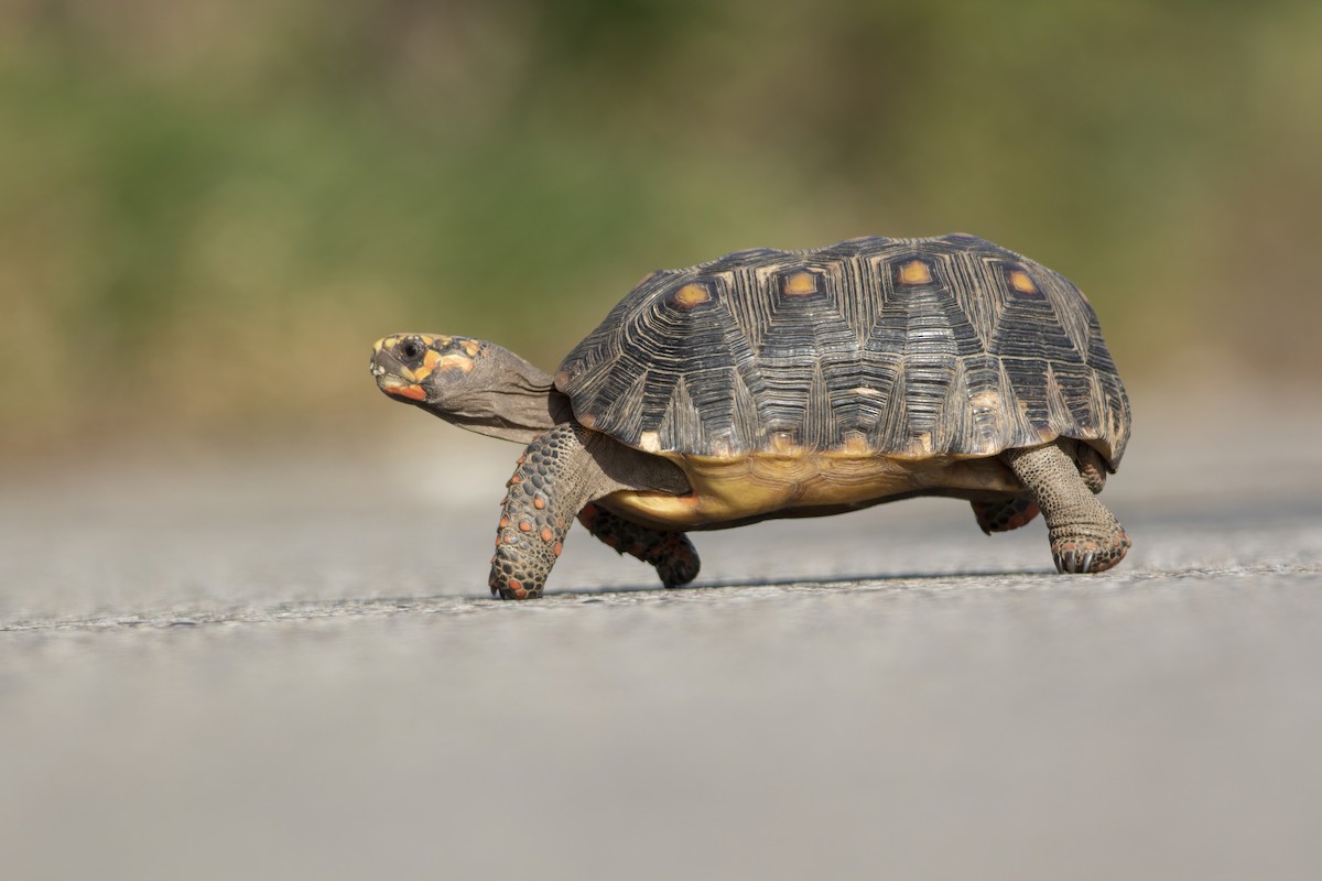 Red-footed Tortoise - ML636006324