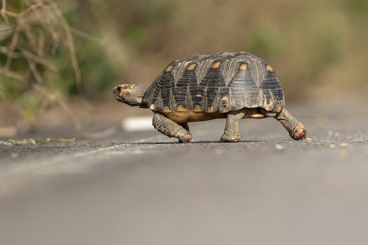 Red-footed Tortoise - ML636006325