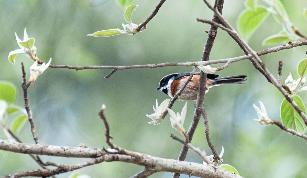 Black-throated Tit - ML636006341