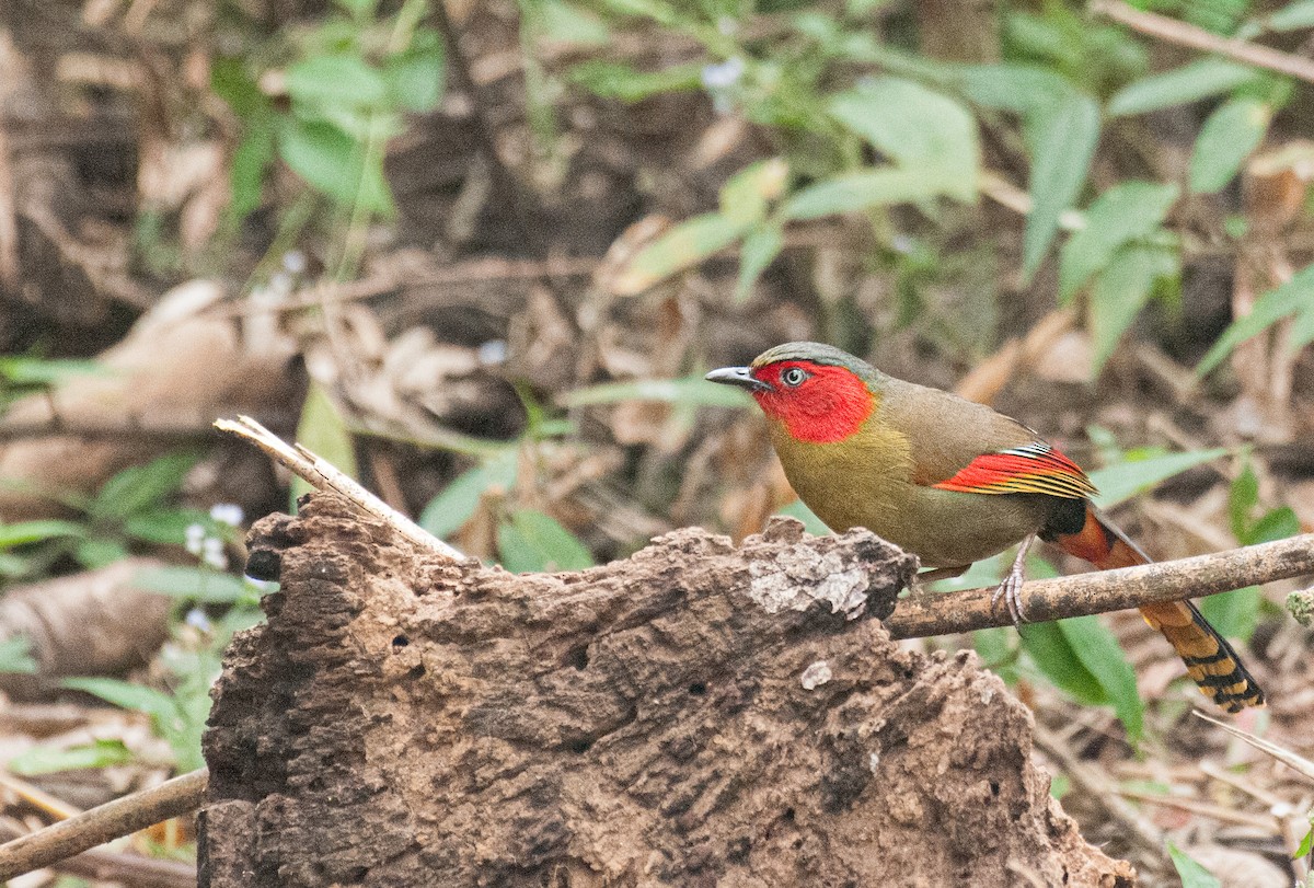 Scarlet-faced Liocichla - ML636006384