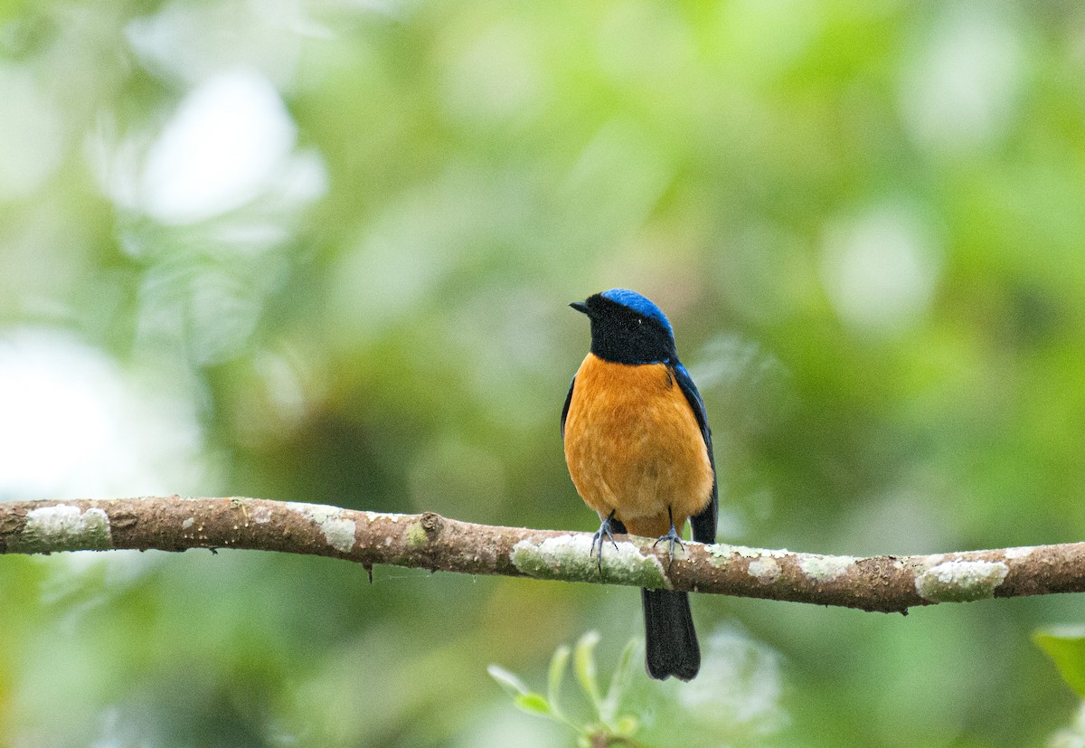 Rufous-bellied Niltava - ML636006410