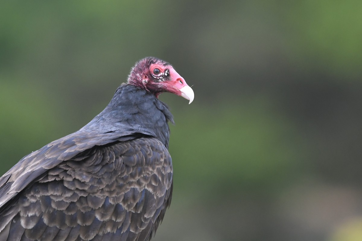 Turkey Vulture - ML636006414