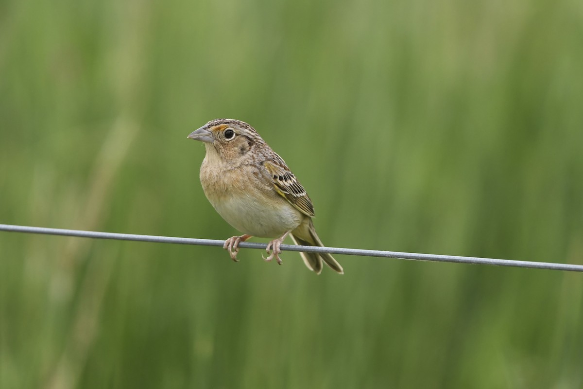 Grasshopper Sparrow - ML636006421