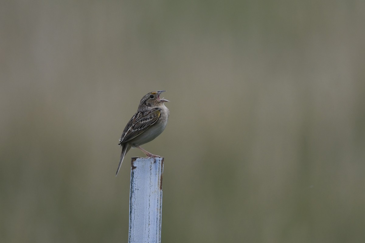 Grasshopper Sparrow - ML636006436